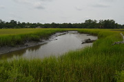7th Jul 2015 - Low tide, Old Towne Creek, Charles Towne Landing State Historic Site, Charleston, SC