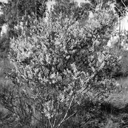 7th Jul 2015 - Winter wattle