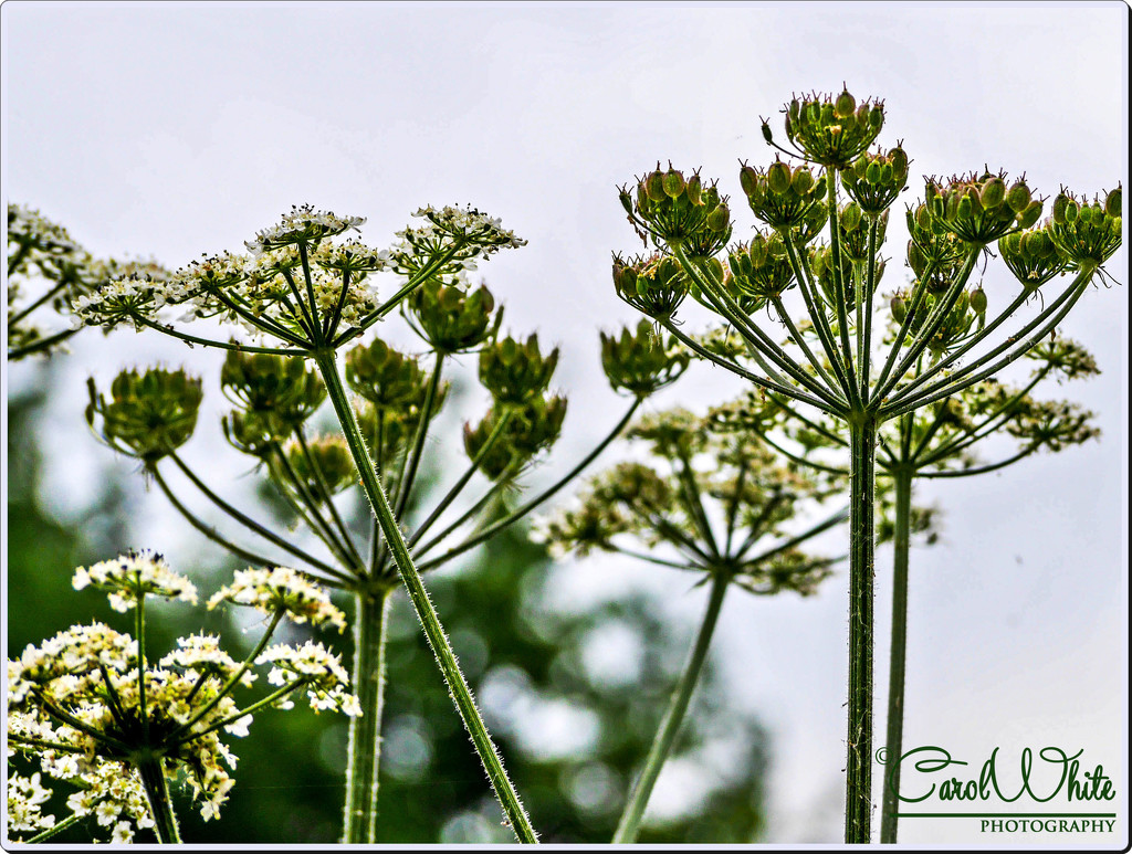 Cow Parsley Seed Heads by carolmw