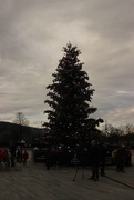 12th Dec 2014 - Christmas tree