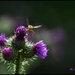 Flight of the bee by rosiekind