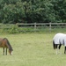 Ponies  by beryl