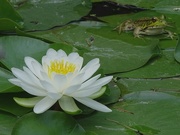 8th Jul 2015 - Pond Lily and another Frog
