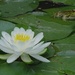 Pond Lily and another Frog by annepann