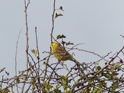19th Apr 2015 -  Yellowhammer (male)