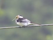 6th Jul 2015 -  Pied Wagtail