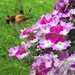 Day 5 - Flower Inspector by ravenshoe