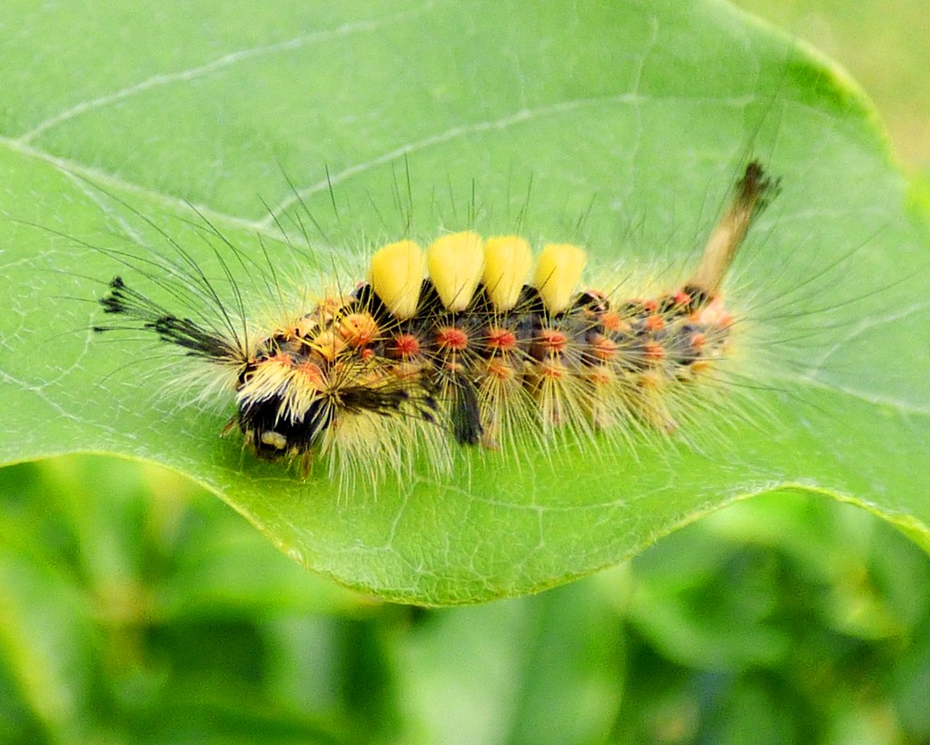 Vapourer Moth Caterpillar (Orgyia antiqua) by julienne1