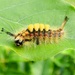 Vapourer Moth Caterpillar (Orgyia antiqua) by julienne1