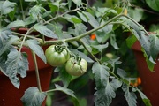 7th Jul 2015 - tomatoes...