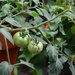 tomatoes... by earthbeone