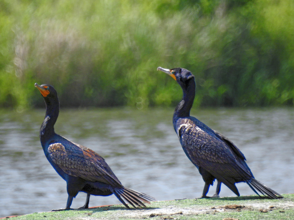 Double-crested Cormorant Pair by rminer