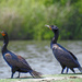 Double-crested Cormorant Pair by rminer