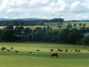 5th Jul 2015 - Hereford country side....