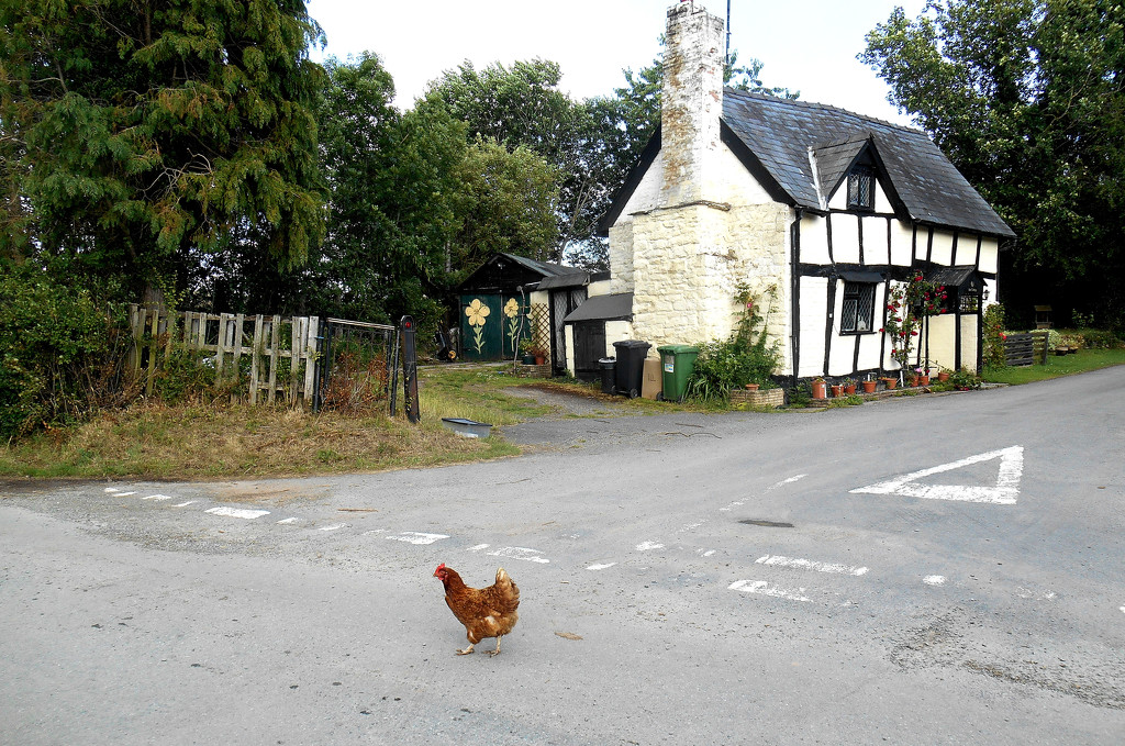 Why did the chicken cross the road?... by snowy