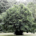 Tree - week 3 by dragey74