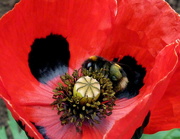 6th Jul 2015 - There's A Bee In My Poppy What Am I Going To Do ?