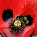 There's A Bee In My Poppy What Am I Going To Do ? by phil_howcroft