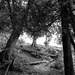 An Old Cedar Grove by tosee