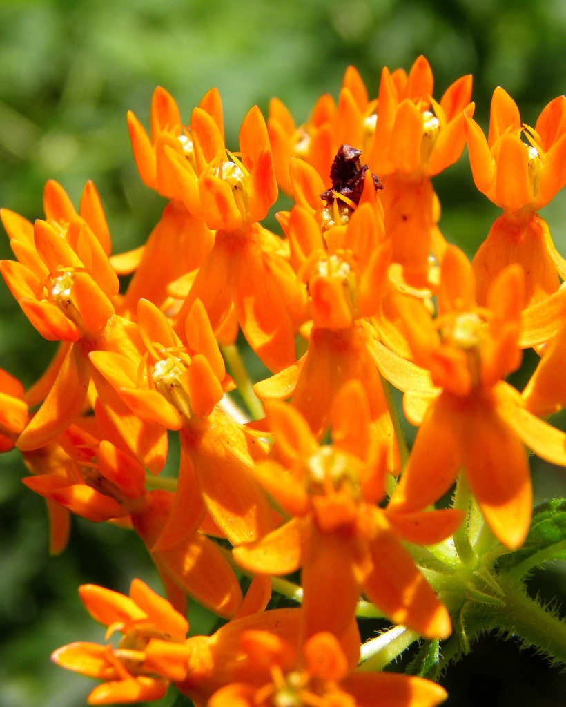 Butterfly Weed by daisymiller