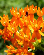 6th Jul 2015 - Butterfly Weed
