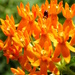 Butterfly Weed by daisymiller