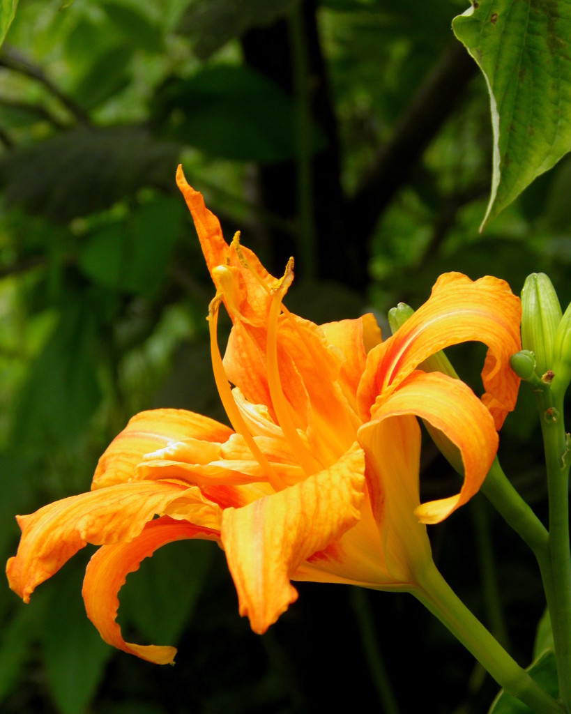 My Favorite of the Day Lilies by daisymiller