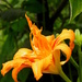 My Favorite of the Day Lilies by daisymiller