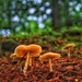 The Fungus Among-us by sbolden
