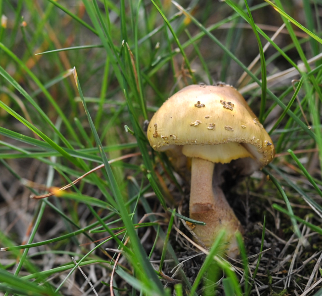  Yellow mushroom by loweygrace