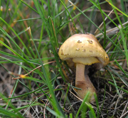 7th Jul 2015 -  Yellow mushroom