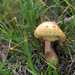  Yellow mushroom by loweygrace
