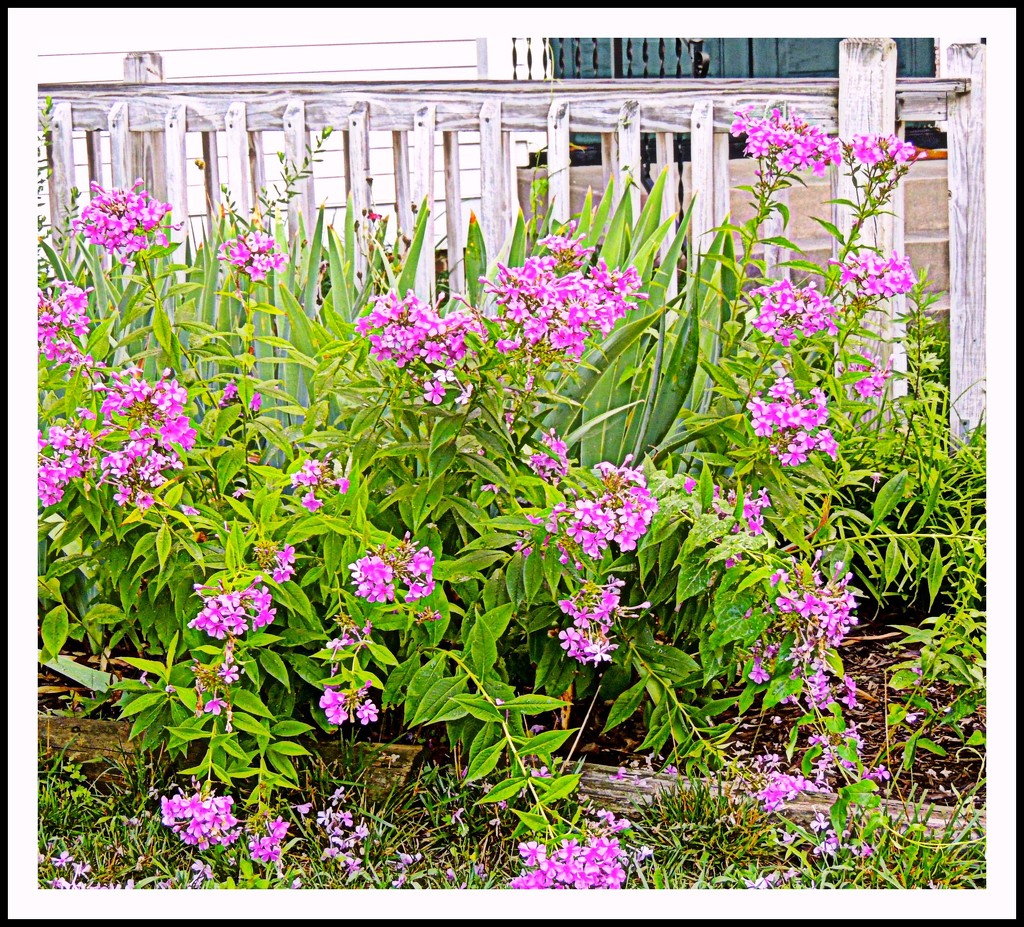 Phlox After the Rain by allie912