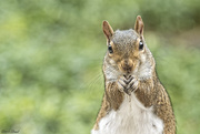 6th Jul 2015 - Squirrel Portrait