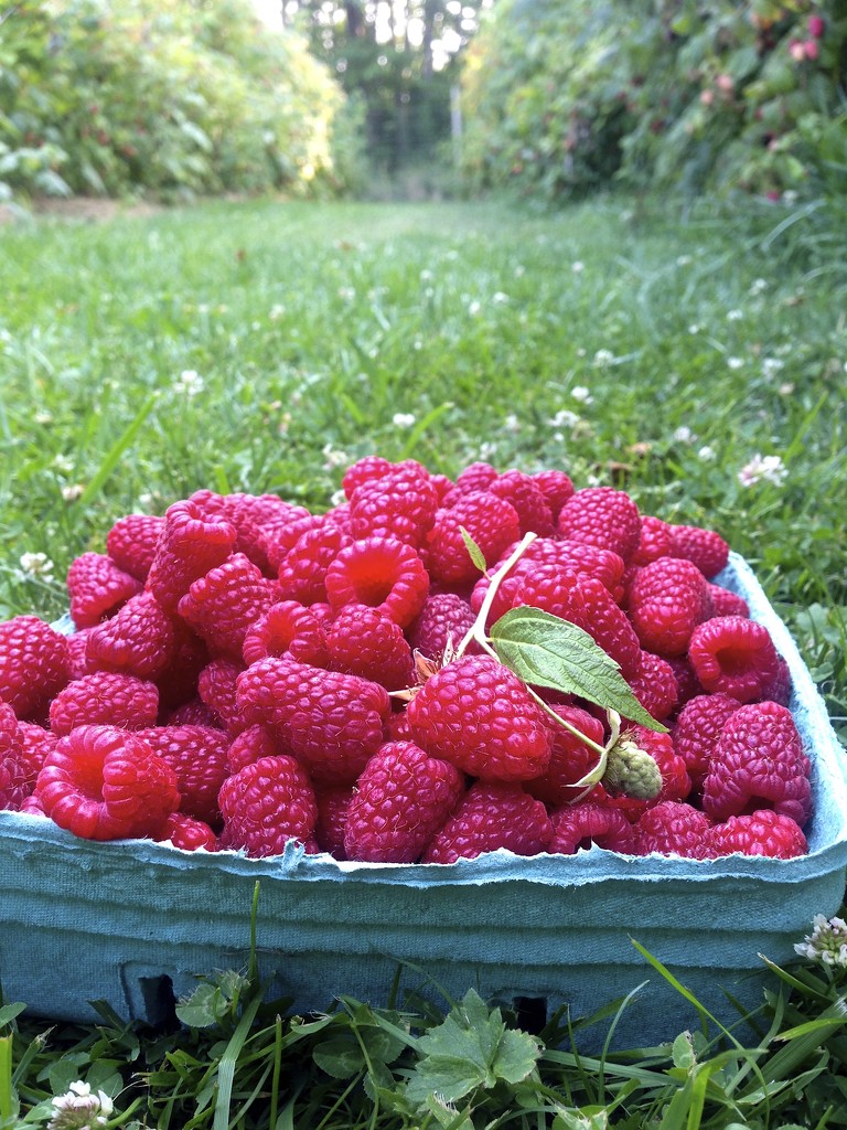 Berry Farm by kwind