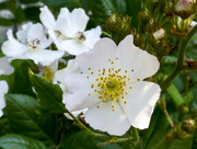 7th Jul 2015 - Wild Roses ... and they smell wonderful!