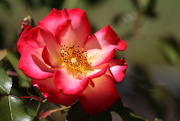 10th Jun 2015 - Delicate Rose