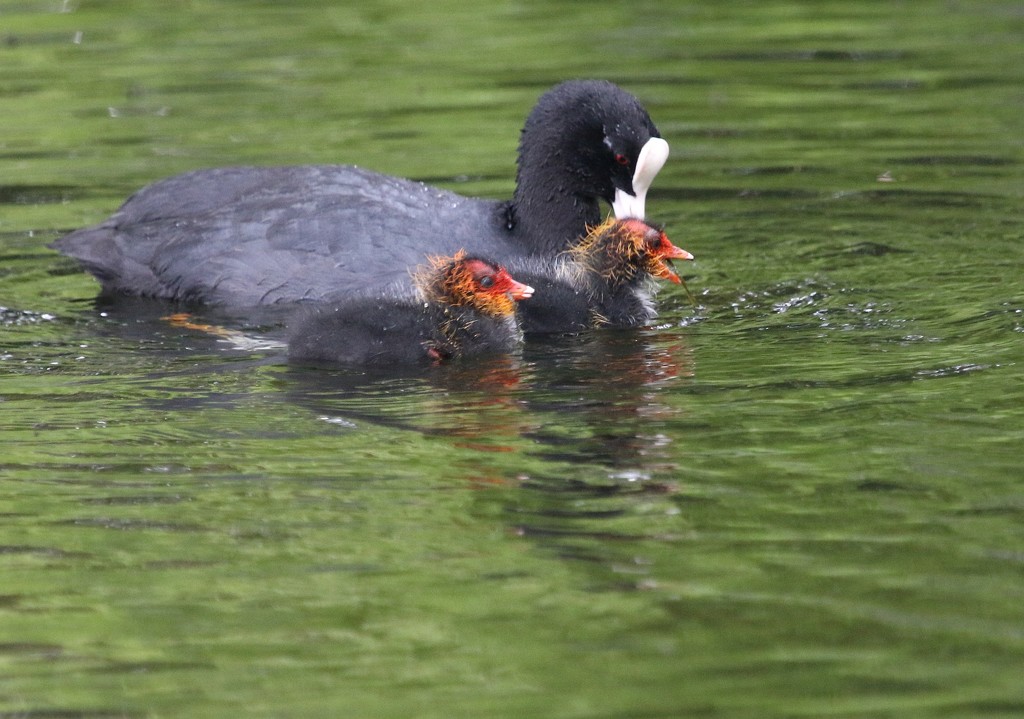 Baby Coots by kimmer50
