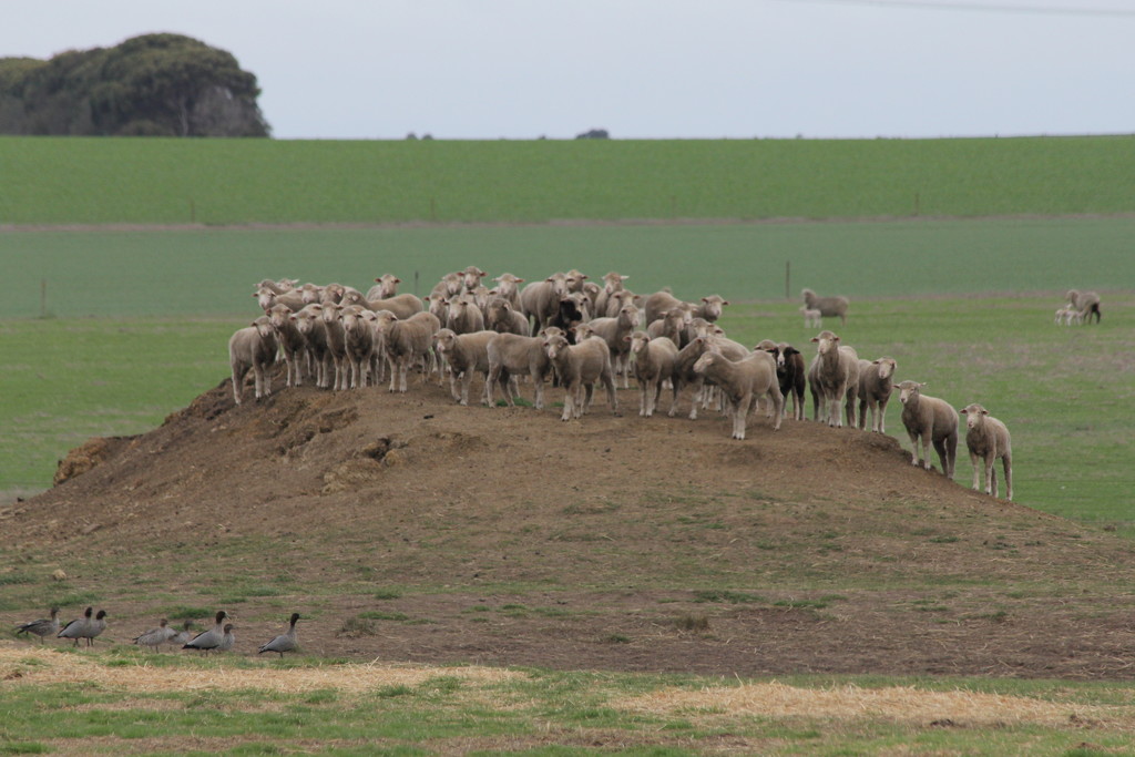 Sheep herded up by ducks! by gilbertwood
