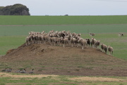 8th Jul 2015 - Sheep herded up by ducks!