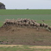 Sheep herded up by ducks! by gilbertwood