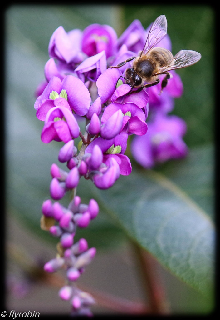 Bee pretty in pink by flyrobin