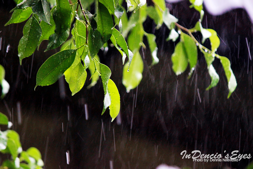 Rain  by iamdencio