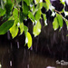 Rain  by iamdencio
