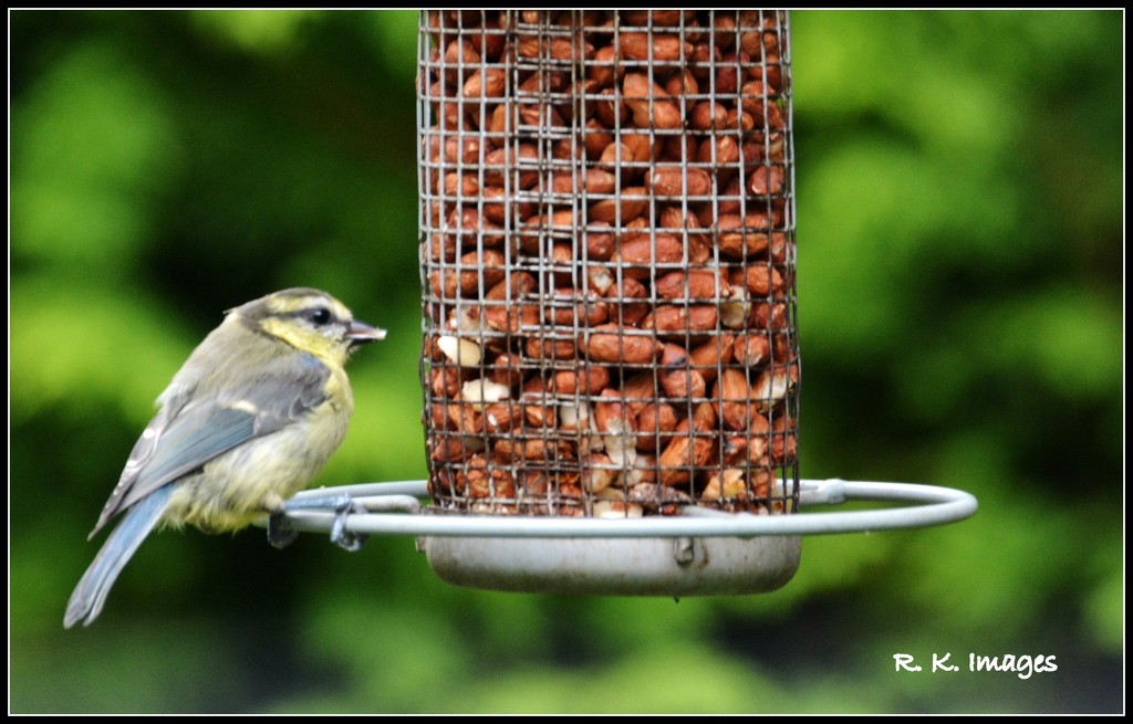 Fluffy blue tit by rosiekind