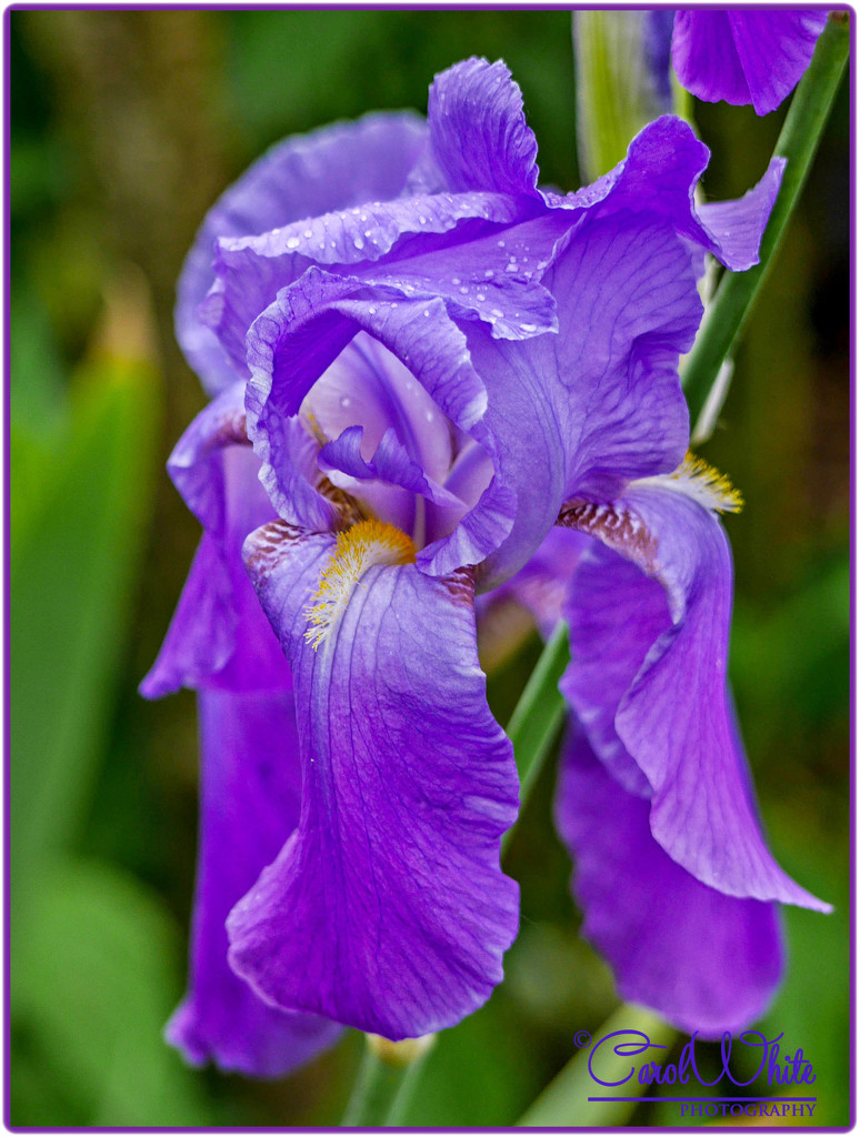Iris by carolmw