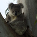 Serene by koalagardens