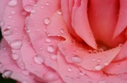 8th Jul 2015 - Roses in the rain