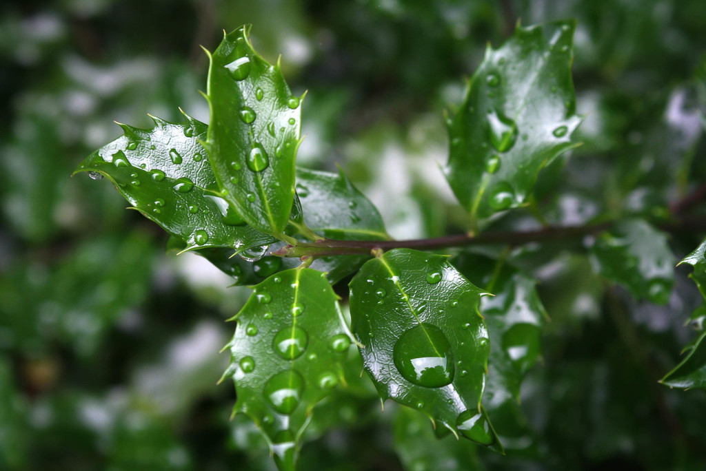 Raindrops on holly by mittens