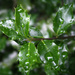 Raindrops on holly by mittens
